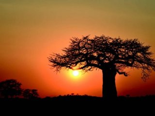 Centrální Tanzanie - Fotosafari v divočině
