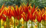 Holandsko - Země Tulipánů