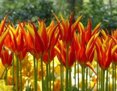 Holandsko - Země Tulipánů