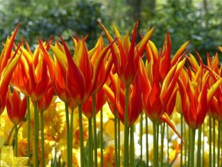 Holandsko - Země Tulipánů