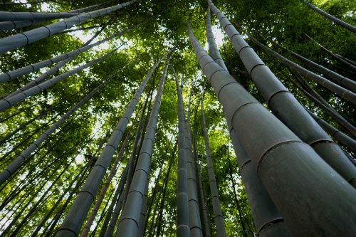 Jižní Korea, Japonsko 2026