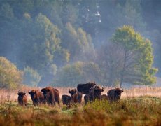 Polsko - Od Solných Dolů Do Bělověžského Np