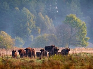 Polsko - Od Solných Dolů Do Bělověžského Np