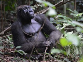 Gabon - Expedice do nitra Afriky