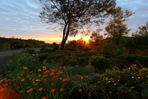 HERITANCE TEA FACTORY 4