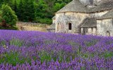 Francie - Provence, Vůně Levandule