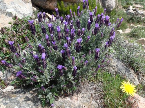 Kvetoucí Korsika na kole