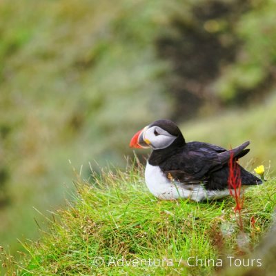 Island – kolem celého ostrova