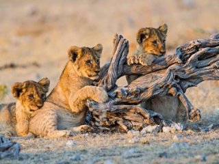 Podivuhodná Namibie Podivuhodná Namibie