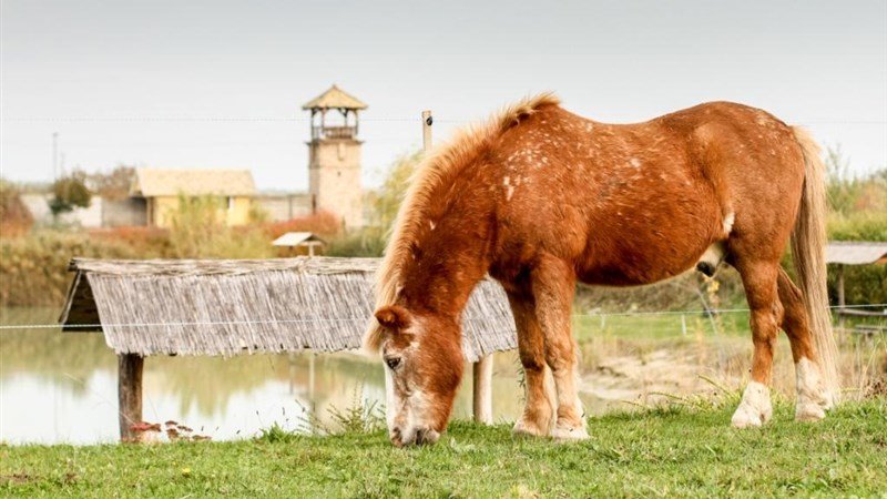 PLAUTER KÚRIA - Veľký Meder