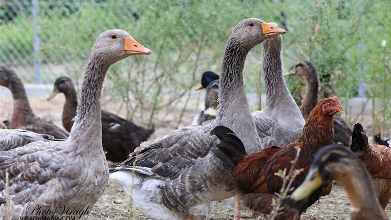 PLAUTER KÚRIA - Veľký Meder