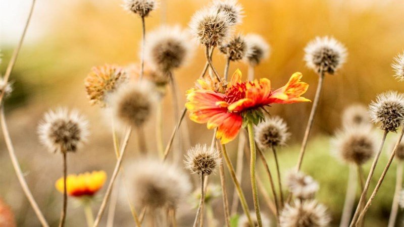 PLAUTER KÚRIA - Veľký Meder