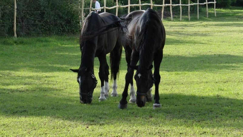 PLAUTER KÚRIA - Veľký Meder