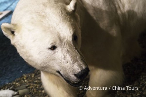 Špicberky – pozvánka do Arktidy