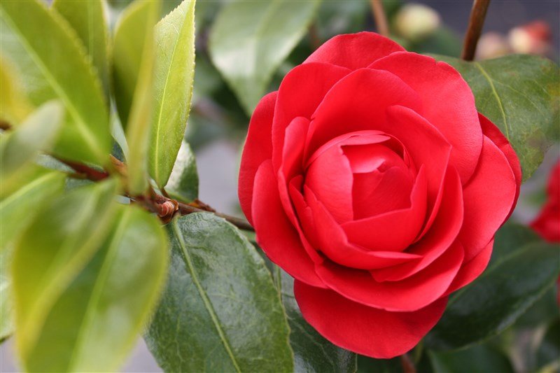 Za jarní krásou alpských jezer