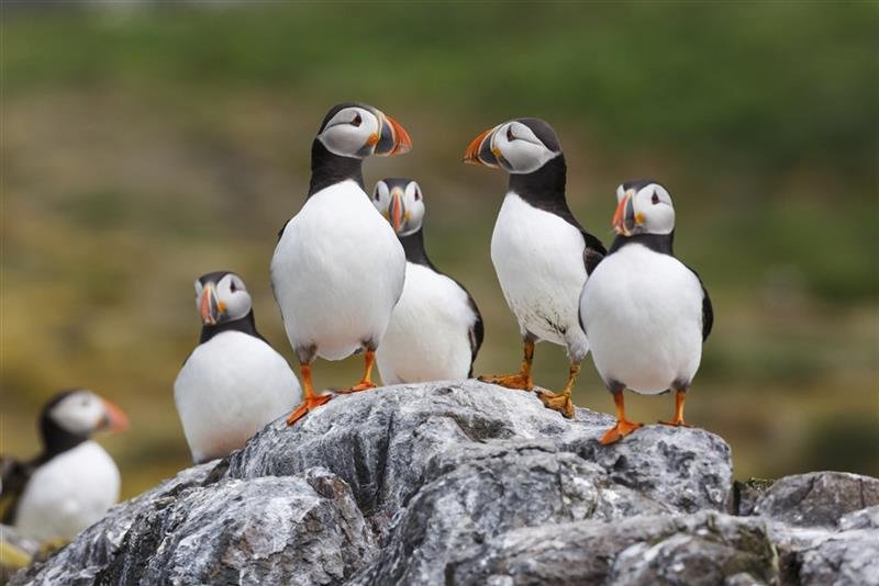 To Nejlepší z Islandu