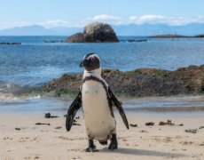 JAR - STOLOVÁ HORA, SAFARI A VINICE