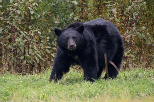 KANADA - SKALNATÉ HORY, toulky v NP Banff, Yoho a Jasper