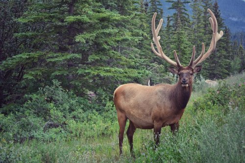 KANADA - SKALNATÉ HORY, toulky v NP Banff, Yoho a Jasper