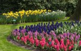 Holandsko, Velikonoce v zemi tulipánů, Amsterdam a Rotterdam