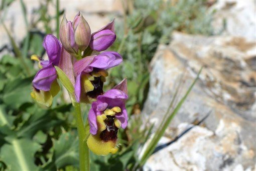 Andalusie, památky UNESCO, přírodní parky, tradice a slavnosti