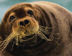 ŠPICBERKY - POLÁRNÍ DEN, chladivá exotika na Severu