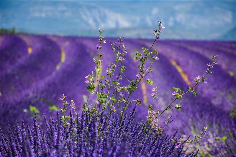 Skryté perly Provence - program s koupáním v moři, jezeře i řece