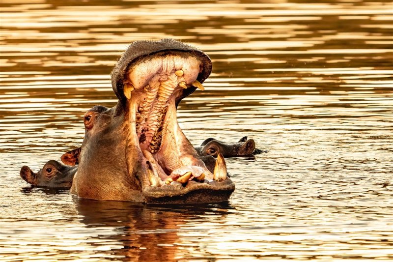 Botswana - Delta Okavanga - Africké království divočiny