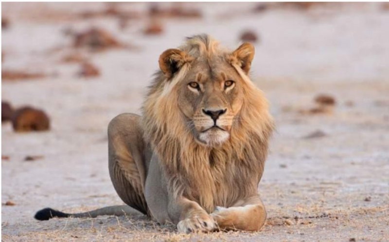 Botswana - Delta Okavanga - Africké království divočiny