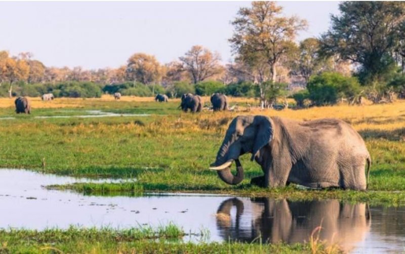 Botswana - Delta Okavanga - Africké království divočiny