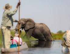 Botswana - Delta Okavanga - Africké království divočiny