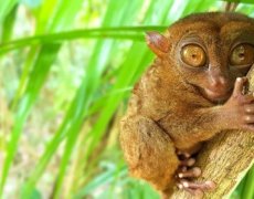 Velká cesta za krásami Filipín