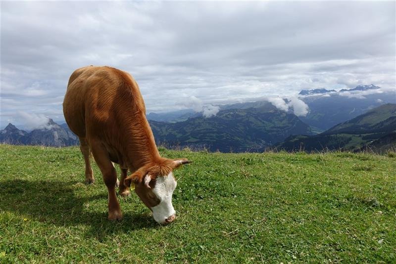 Bernské Alpy - klenot Švýcarska