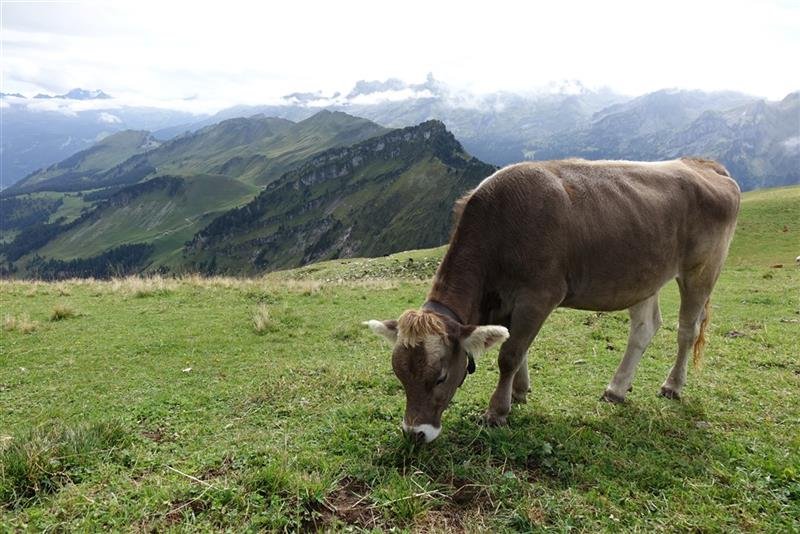 Bernské Alpy - klenot Švýcarska