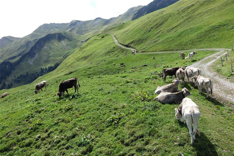 Bernské Alpy - klenot Švýcarska