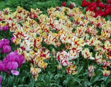 Holandsko, Velikonoce v zemi tulipánů, Amsterdam