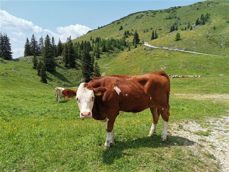 Léto v Korutanech s kartou