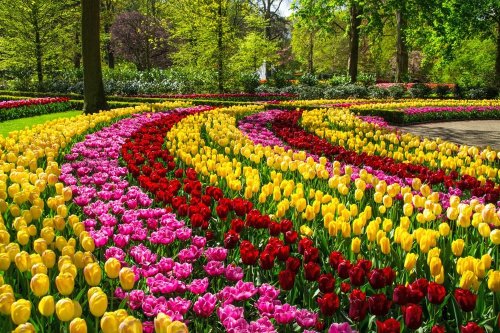 Květinový park Keukenhof s návštěvou Amsterdamu