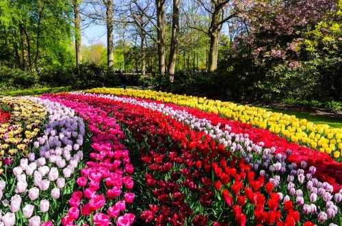 Květinový park Keukenhof s návštěvou Amsterdamu