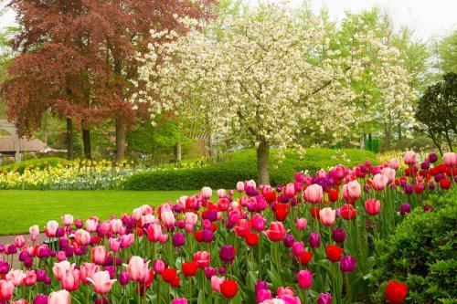 Květinový park Keukenhof s návštěvou Amsterdamu