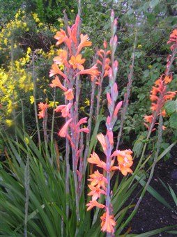 Nejkrásnější zahrady Itálie