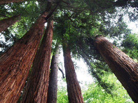 Nejkrásnější zahrady Itálie