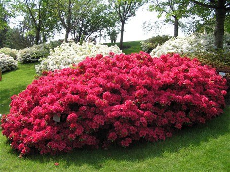 Nejkrásnější zahrady Itálie