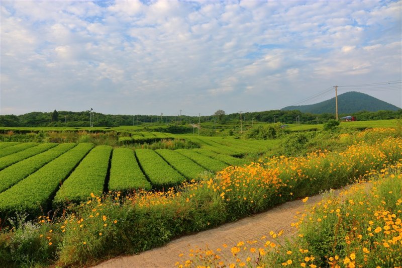 Jižní Korea - Čtyři tváře Koreje - sakury, hory, moře a javorové listy