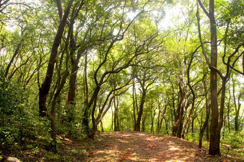 Jižní Korea - Čtyři tváře Koreje - sakury, hory, moře a javorové listy