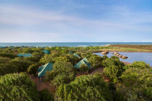 CINNAMON WILD YALA 5