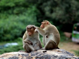 Indie za tygry a nosorožci