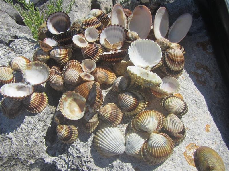 Premantura - Kemp Stupice