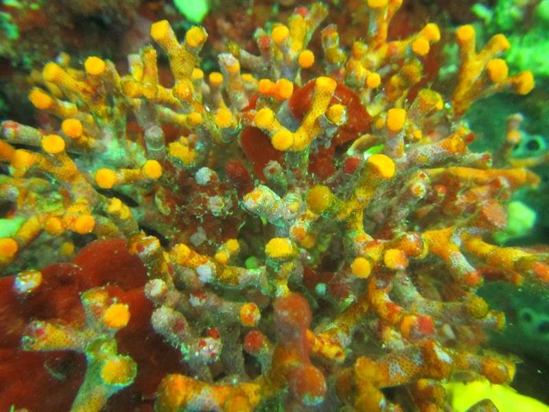 Premantura - Kemp Stupice