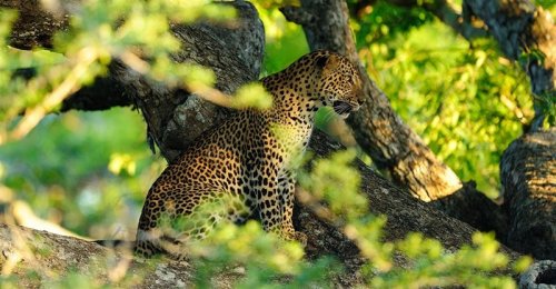 To nejlepší ze Srí Lanky s pobytem u moře